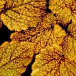 frosty yellow leaf