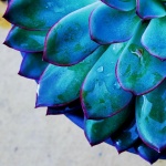 succulent1